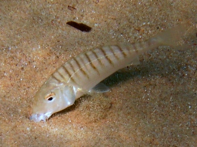 Lithognathus mormyrus (Linnaeus, 1758)